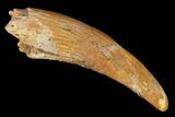 Fossil Pterosaur (Siroccopteryx) Tooth - Morocco #145787-1
